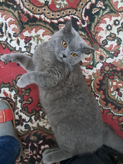 Продам кота мальчик