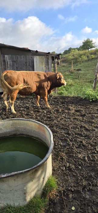 Taur vitel LIMOUSINE