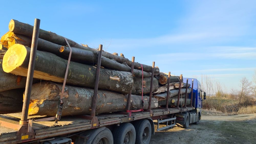 Lemn foc fag paletizat, sau buștean