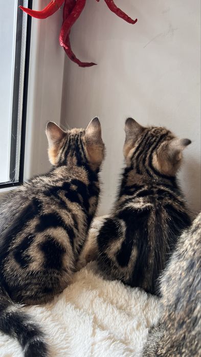 Котята, мальчик и девочка  1,5 мес.