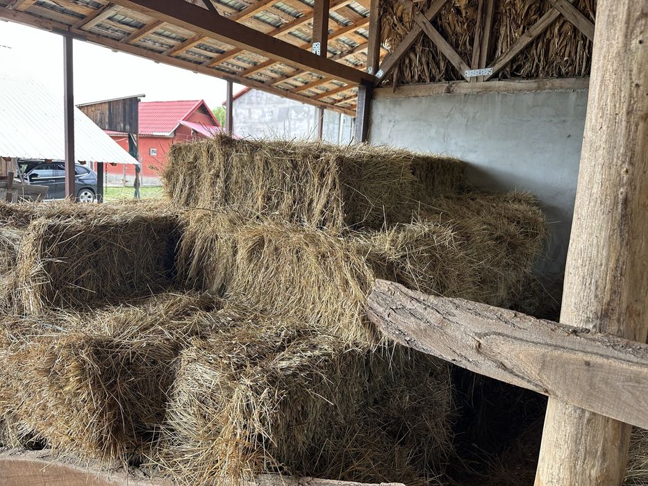 Baloti fân ………….