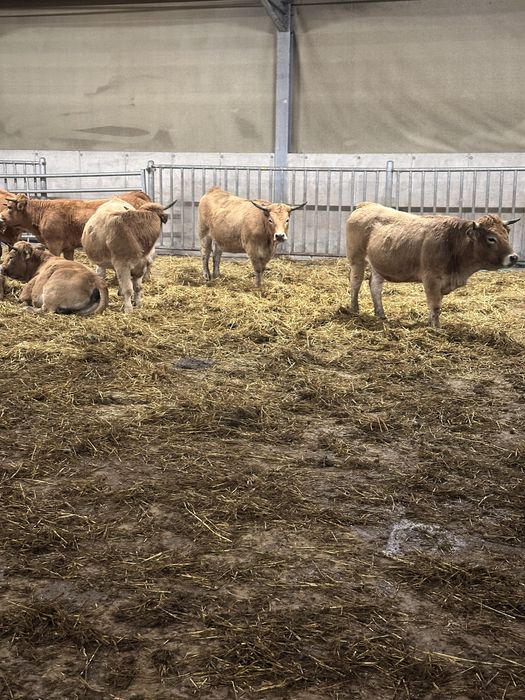 Vand 10 juninci Aubrac