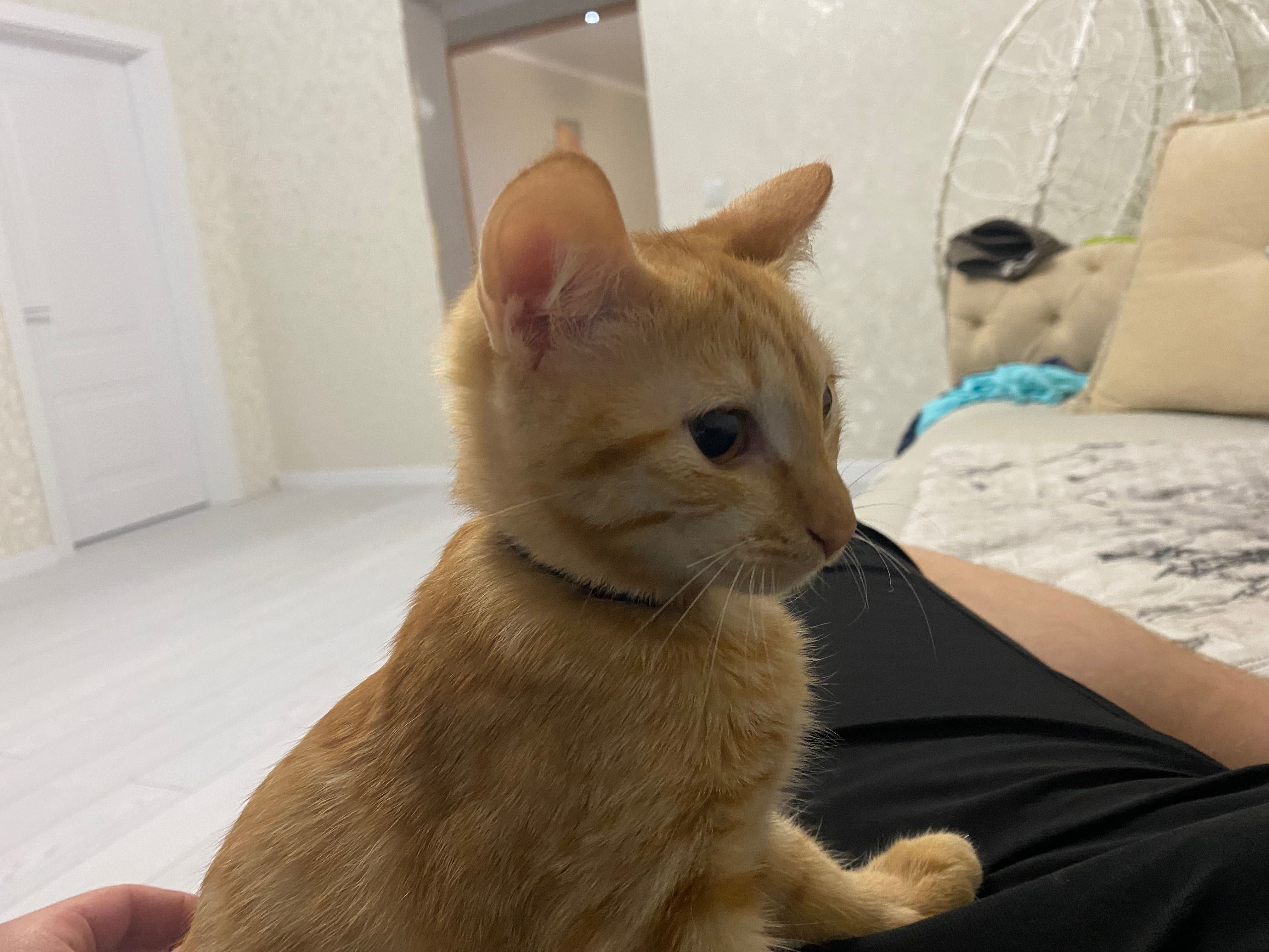 кошечка и котик  2