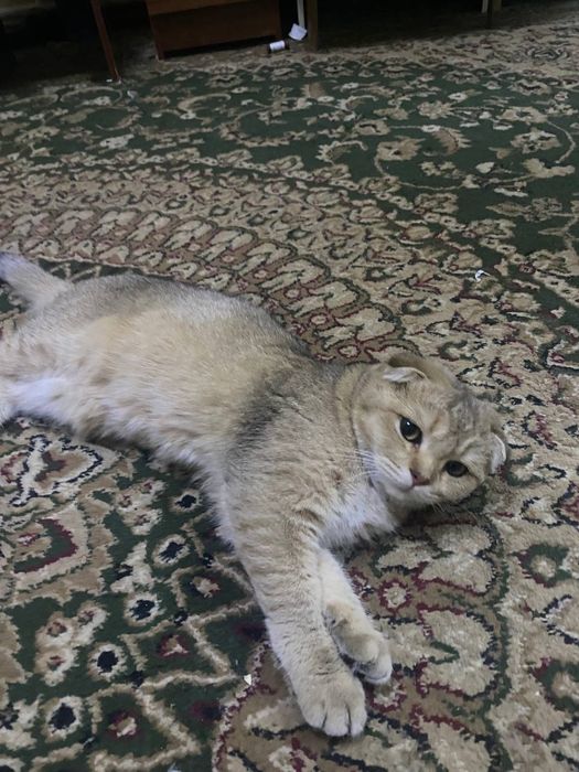 Шатланский Мушук