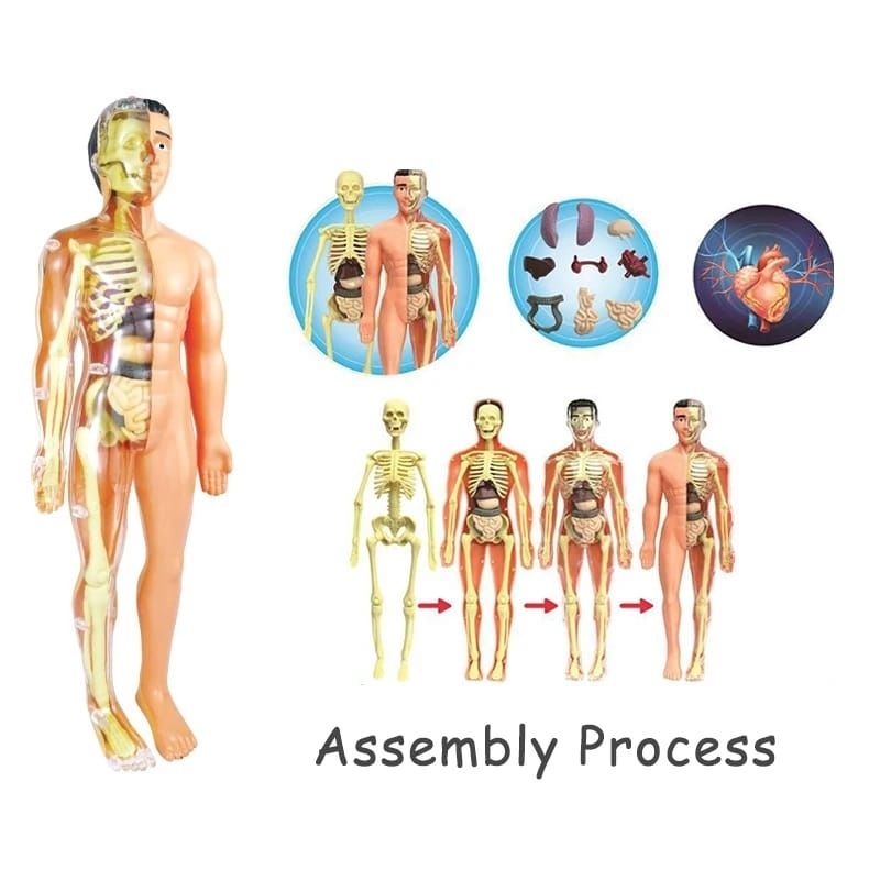 Corpul uman, model anatomic educativ 3D