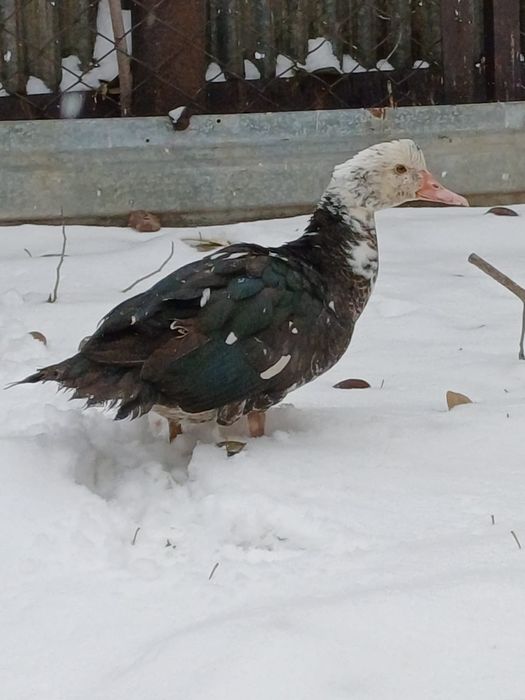 Продам индоутку домашнюю