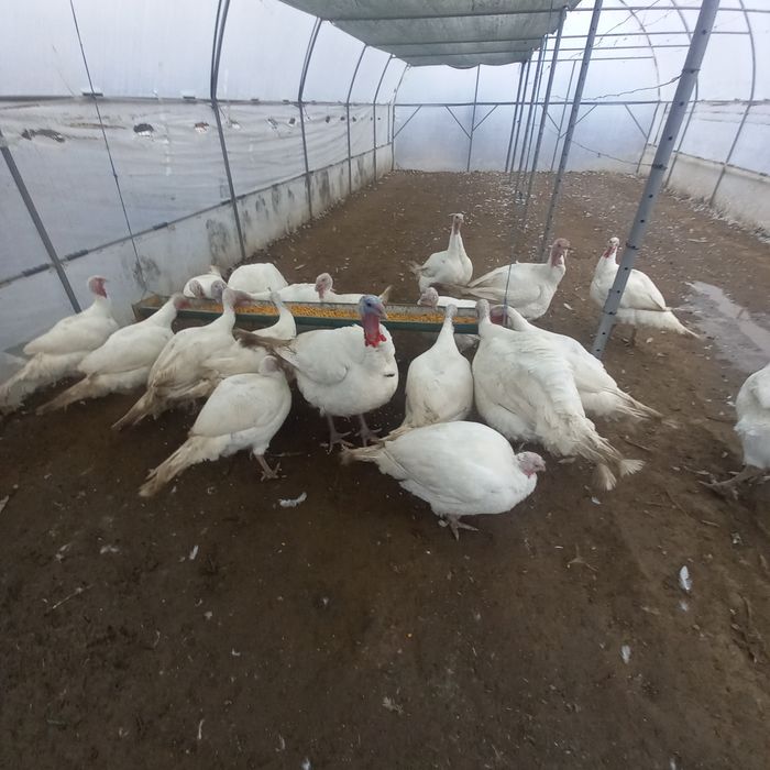 Curcani și curci de vânzare