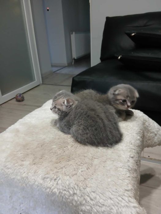 Британски котенца