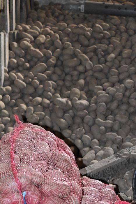 Cartofi de consum albi