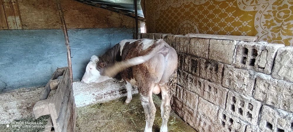 Vând tăuraș vârstă 11 luni