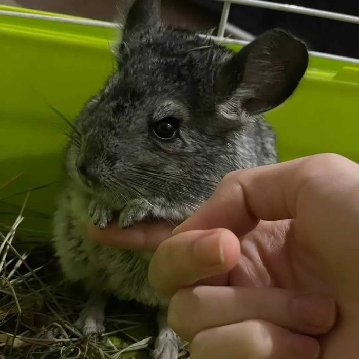 Продам шиншиллы . 25000 за 1 шиншилу.