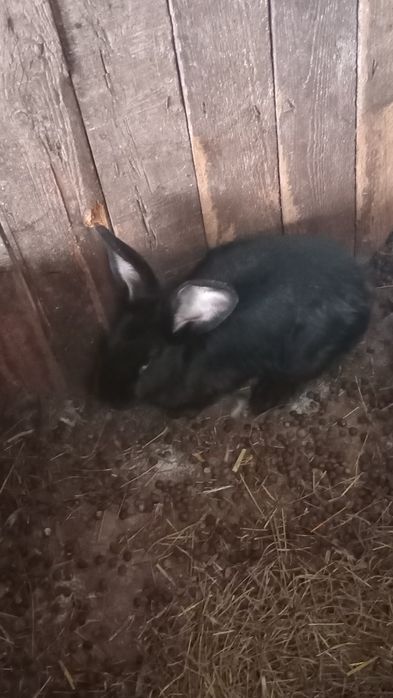 Iepuri prețul este fix pe kg