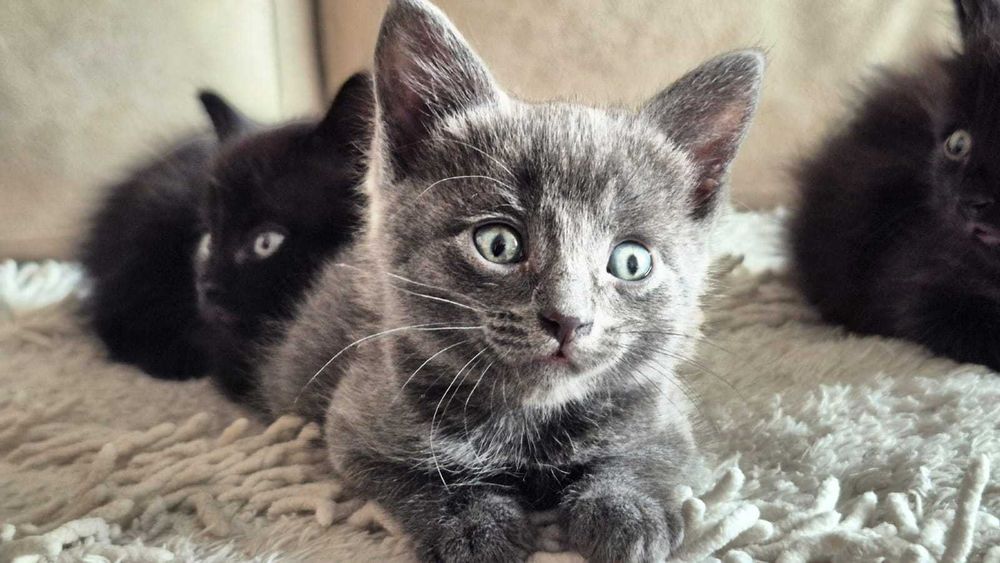 Чудесные котодетки