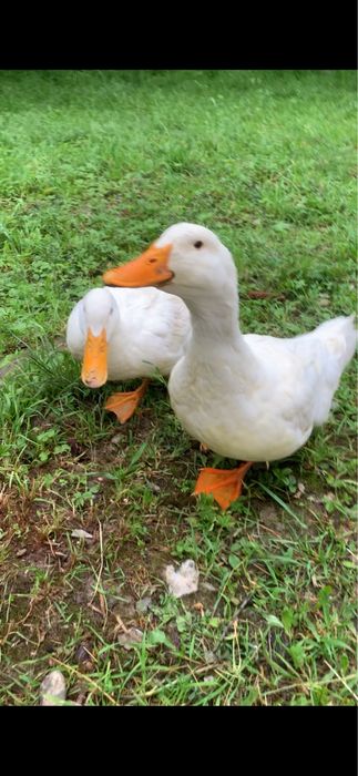 Rate pekin de vanzare