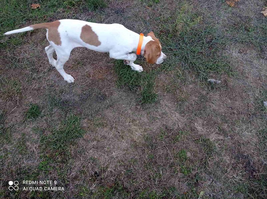 Пойнтер пойнтерр