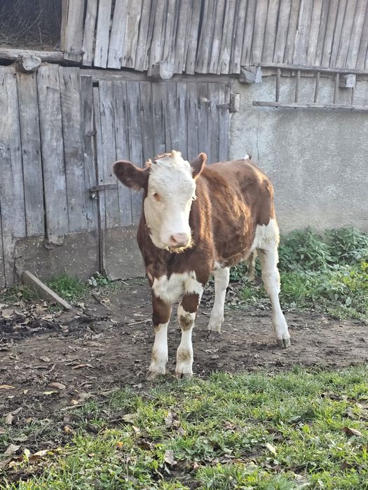 Vand vitea baltata romaneasca