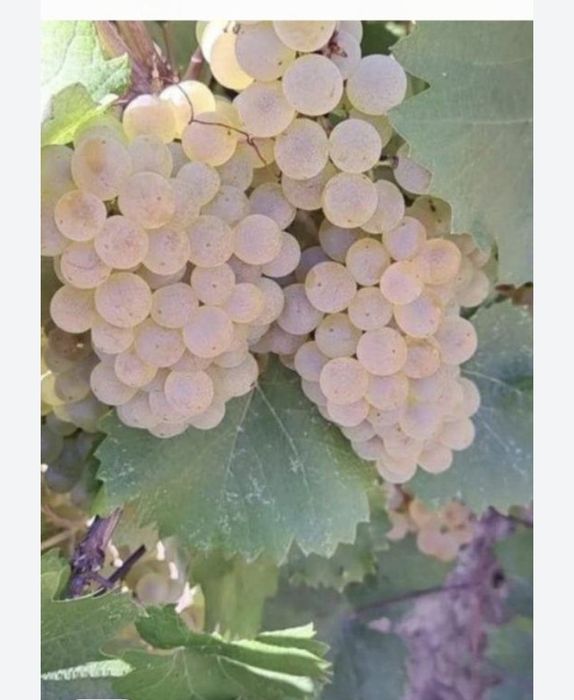 Struguri pentru vin