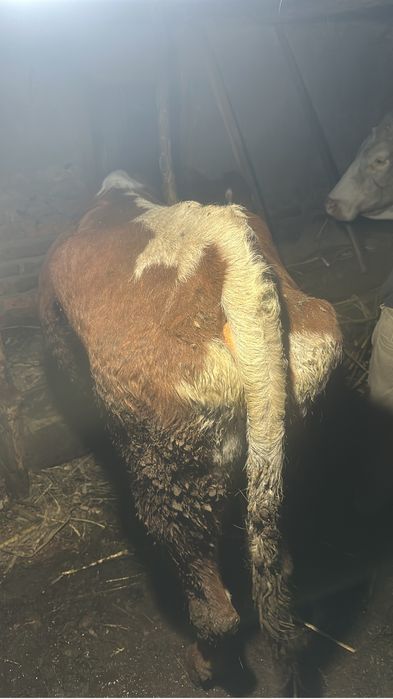 Vand vaca de taiat sau tinut