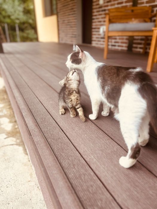 Ofer spre adoptie 2 pisicute adorabile
