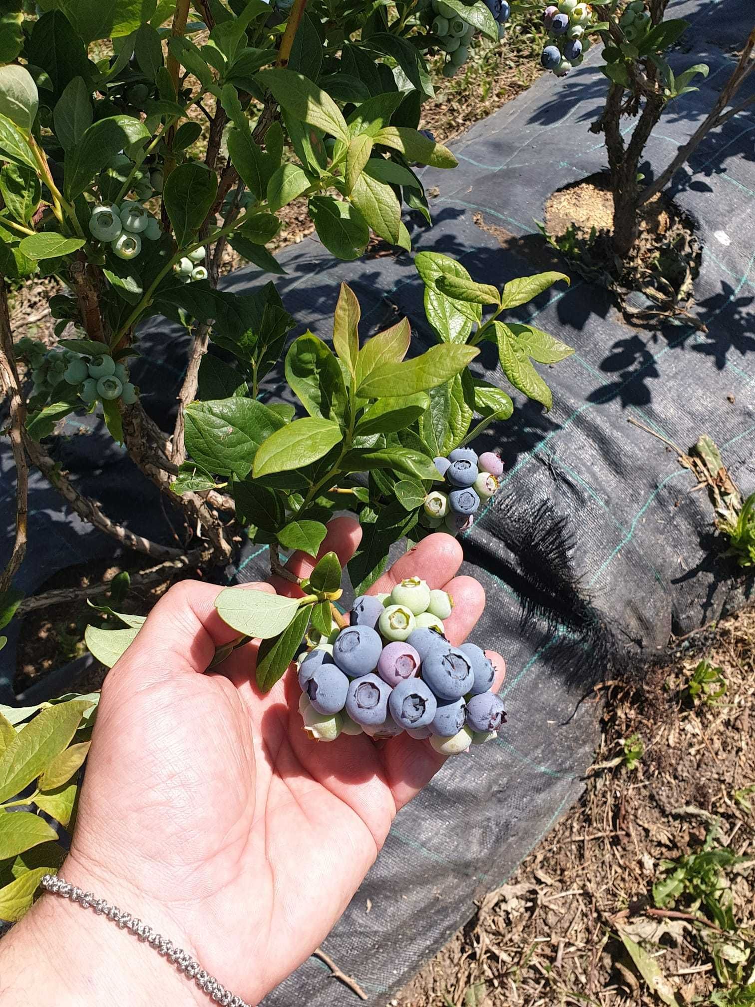 Vand ferma horticola, livada de afin 8ha, functionala, complet utilata