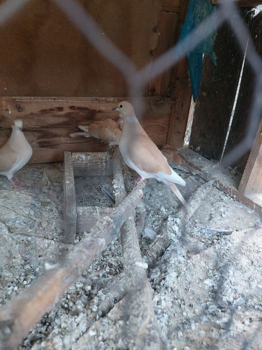 Vând pui de cucuruzi