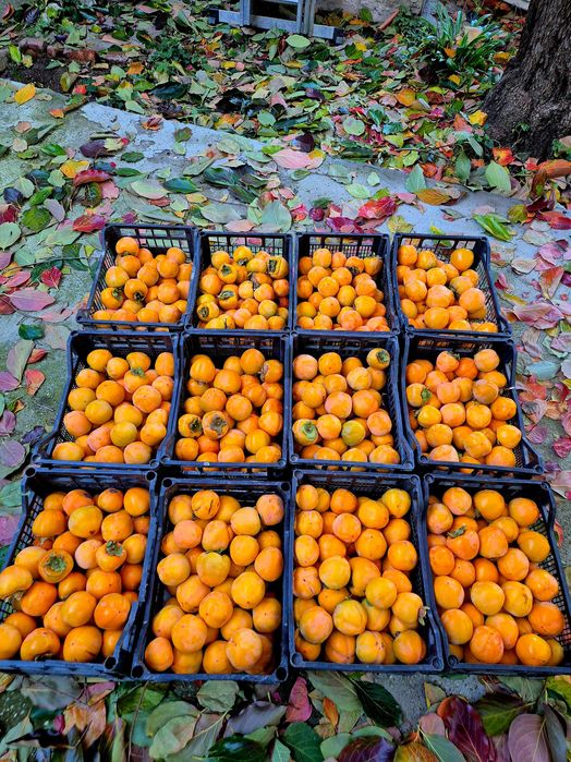 Домашна Райска Ябълка