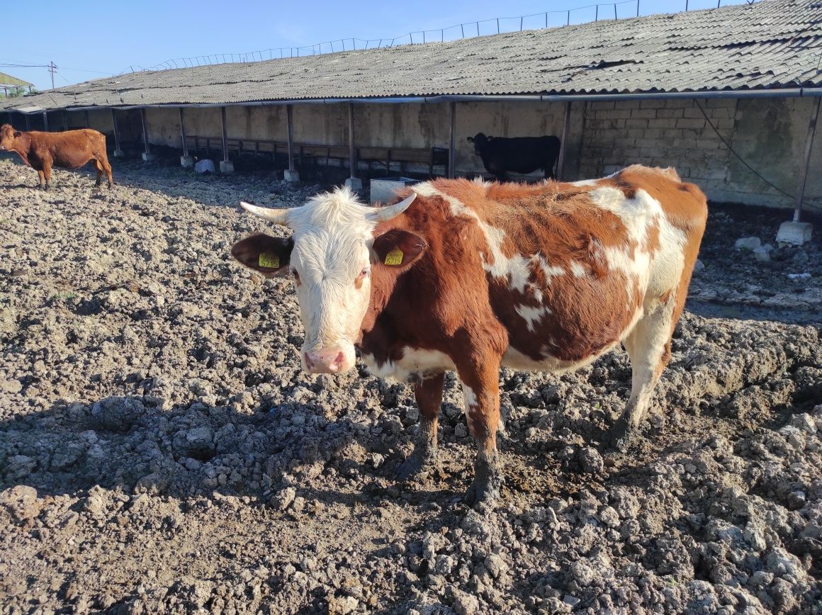 Juninca/vaca de vanzare, gestanta la prima fatare