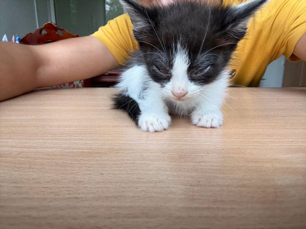 Отдадим котенка в хорошие руки !