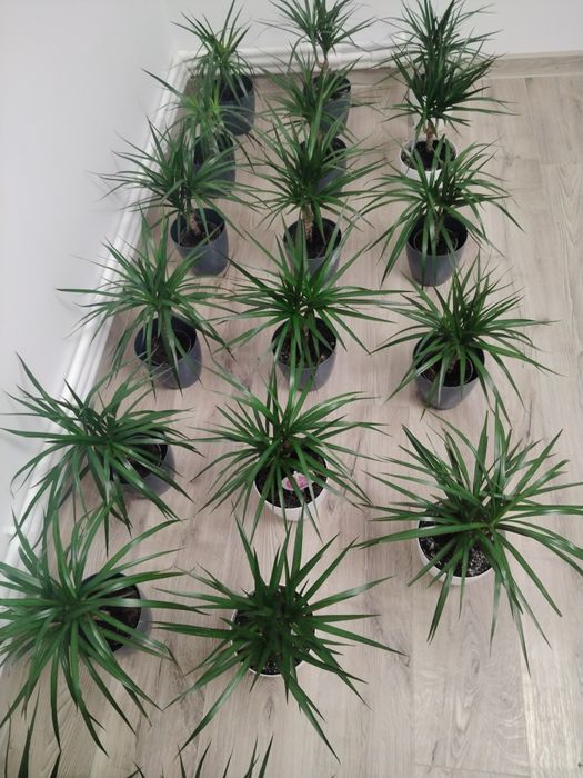 Vând dracena -copac ornamental