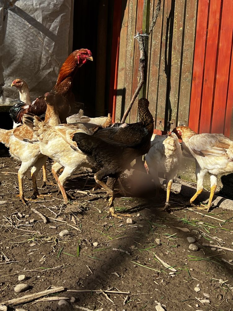 Vand găini si ouă de incubatie din rasa Combatant Malaezian Uriaș