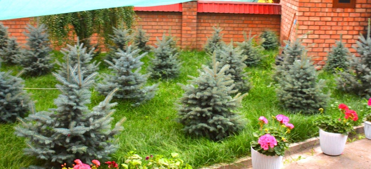 Дача Бурчмулла 4 июлдан буш