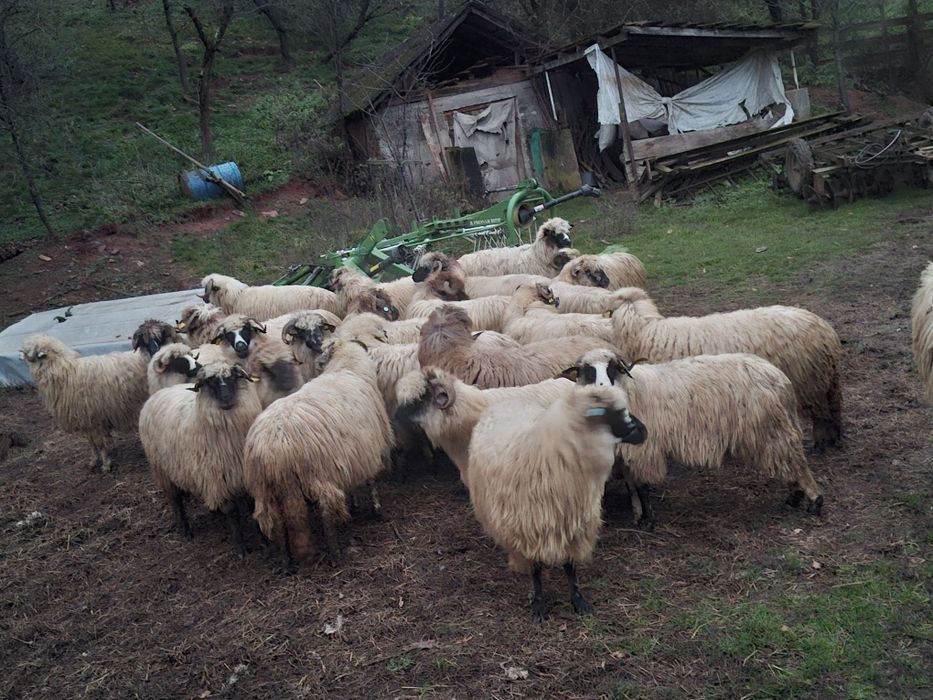 Vând 25 de oi bune de ținut.