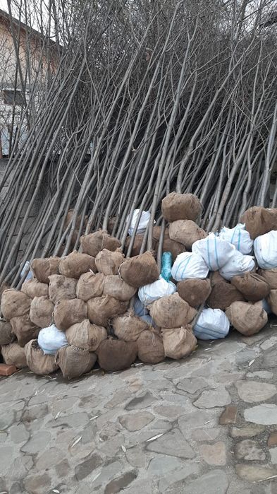 Vând mesteacăn tei catalpa