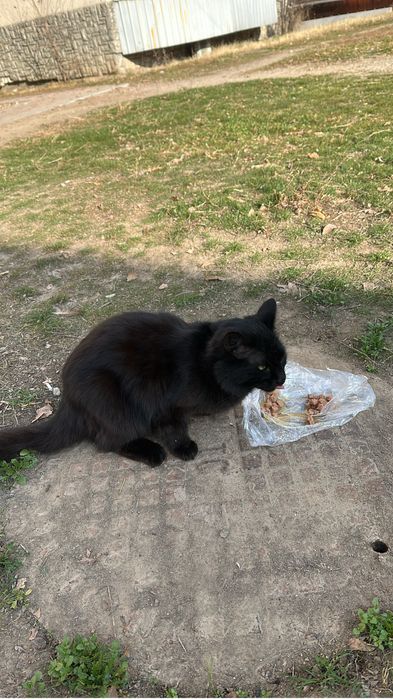 Здравствуйте! Породистый котик ищет дом! Кто то оставил его!