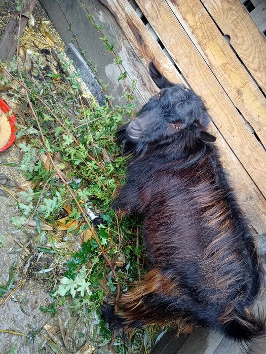 Vând capra și țap de doi ani .Mai multe detali in privat