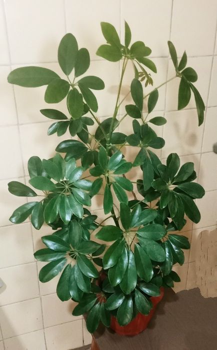 Продам. Шефлера.