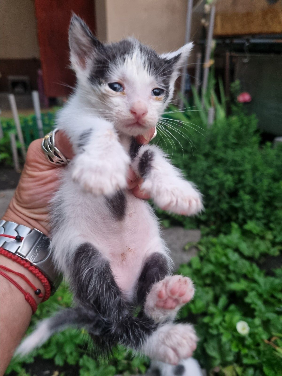 Подарявам 2 малки котета на около месец са