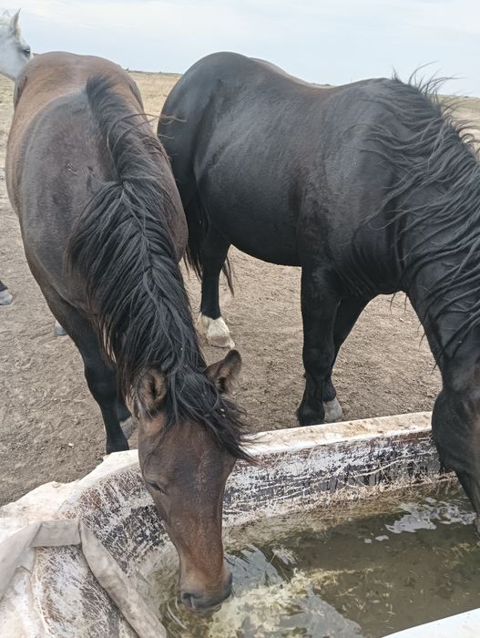 Cai de vânzare Giulvăz