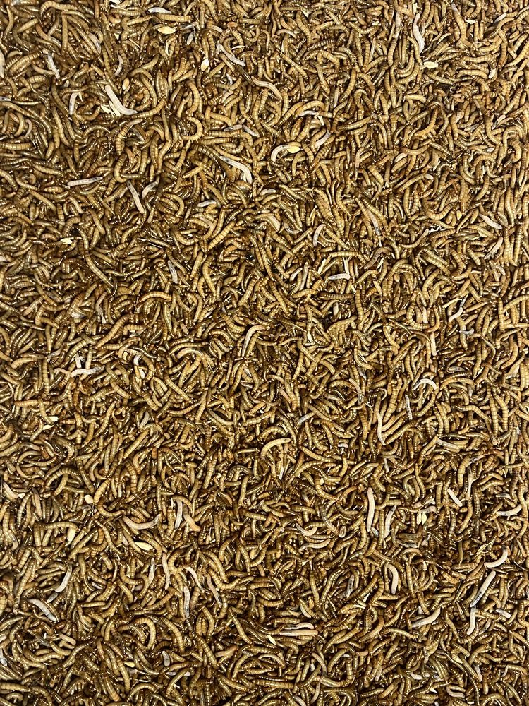 Gandaci dubia/viermi mealworms/hrana animale exotice/soparle/pasari