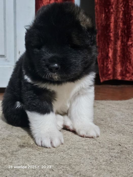 Щенки Американской Акиты