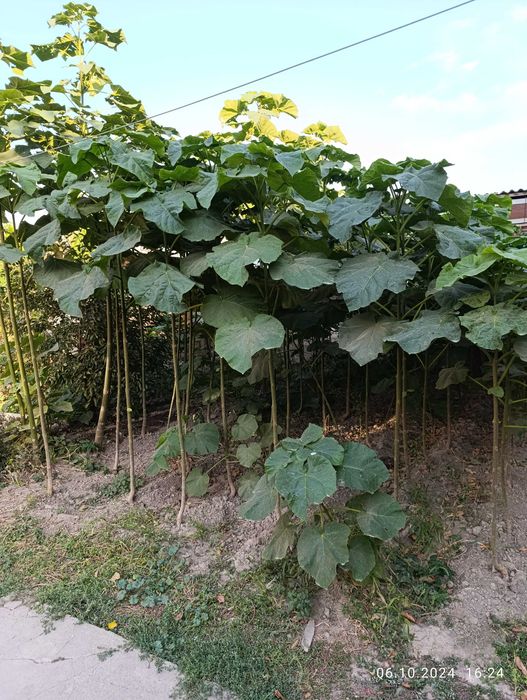 Саженцы Павловния, сорт Томентоза, ShanTong, FTE