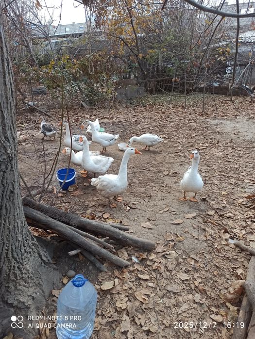 Продаются индюки и гуси домашние