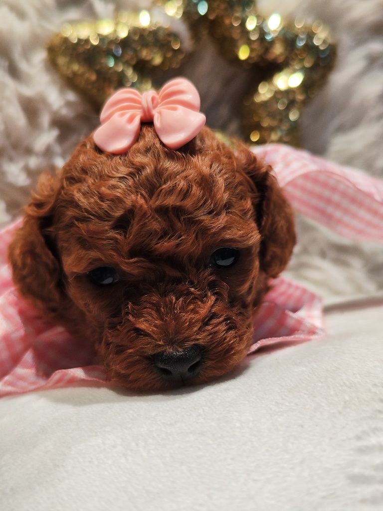Пудел Той / POODLE Toy от Родословни родители