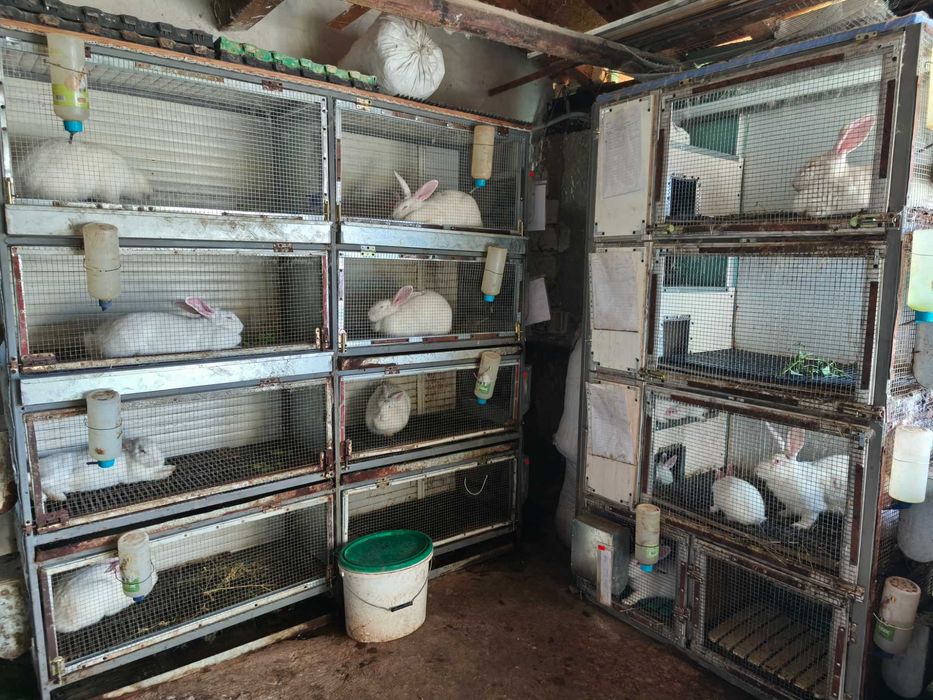 Продавам зайци от породата Цика