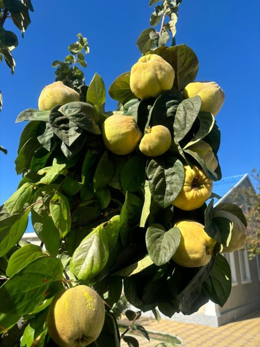 Продам местную айва