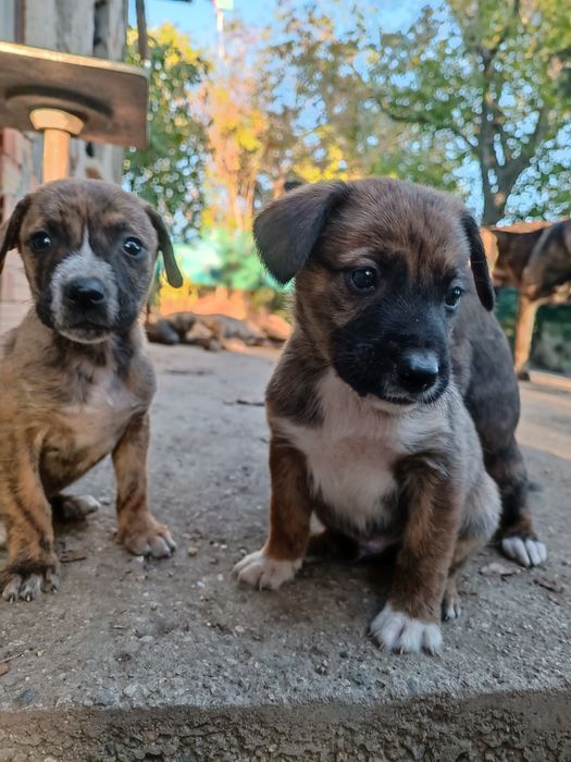 Подарявам кученца