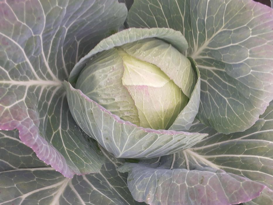 Varza alba de socodor