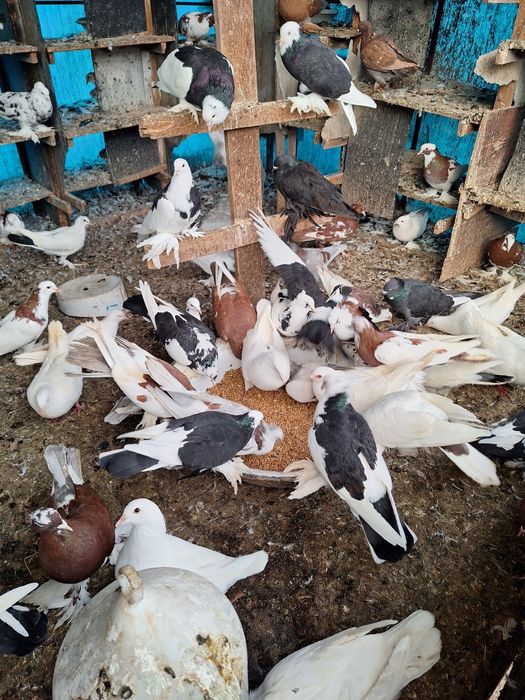 Vand porumbei incaltati