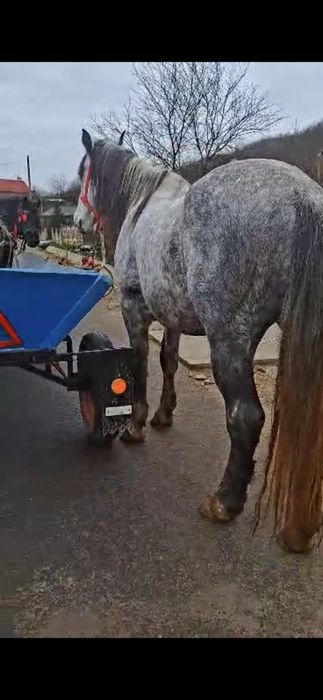 Vând sau schimb cal sur