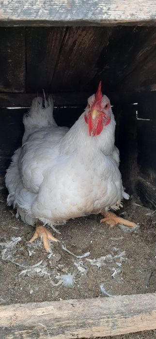 Vând 2 cocosi și 2 gaini